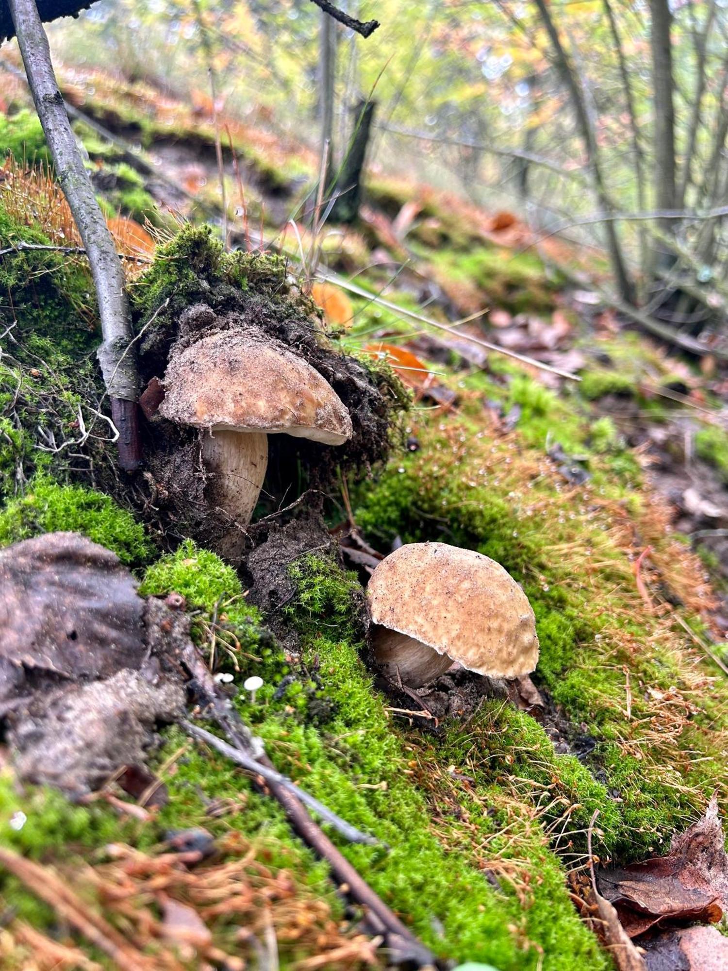 Chata Waliszow Nowy Waliszow Exteriör bild